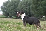 BULL TERRIER MINIATURE 059